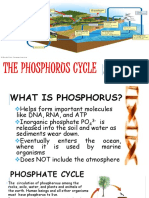 204 Donna Balasta Natural Cycles Phosphorus and Sulfur Cycle PDF