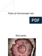 Fotos Al Microscopio Raíz