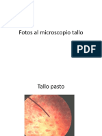 Fotos Al Microscopio Tallo