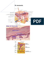 Susunan Kulit
