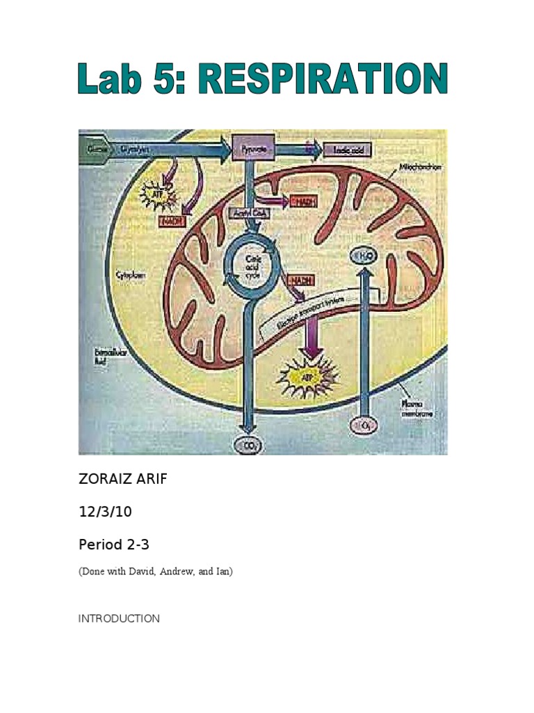 lab5_respiration Breathing Oxygen