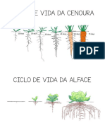 CENOURA E ALFACE - Ciclo de Vida e Atividades