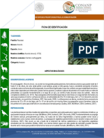 Arundo PDF