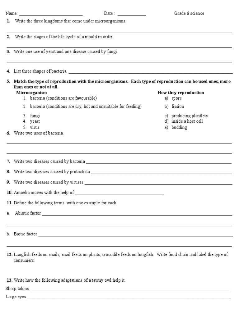 revision-worksheet-2-grade-6-pdf-microorganism-bacteria