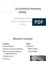 Surface and Functional Anatomy (Deep) : The Muscular System Forearm and Hand-Chapter 3 WK 11