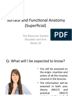 Surface and Functional Anatomy (Superficial) : The Muscular System Shoulder and Arm Week 10