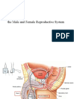 Anatomy of The Male and Female Reproductive System