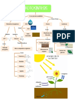 Fotosíntesis y Respiración Celular PDF