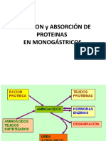 Metabolismo de proteínas monogástrico