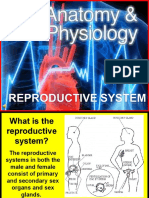 178-Anatomy-Reproductive-System