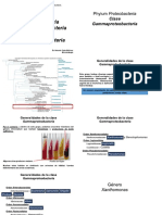 Gammaproteobacterias Parte 1 Modificado PDF