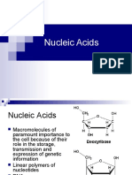 Nucleic Acids and Replication