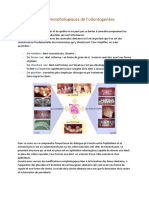 4 - Aspects Morphologiques de L'odontogenèse