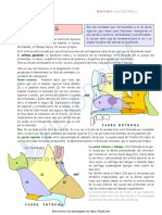 fosas nasales.pdf