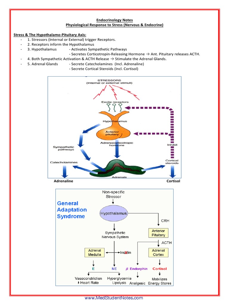 A&P - 7. Physiological Response To Stress (5p) | PDF | Adrenal Gland ...