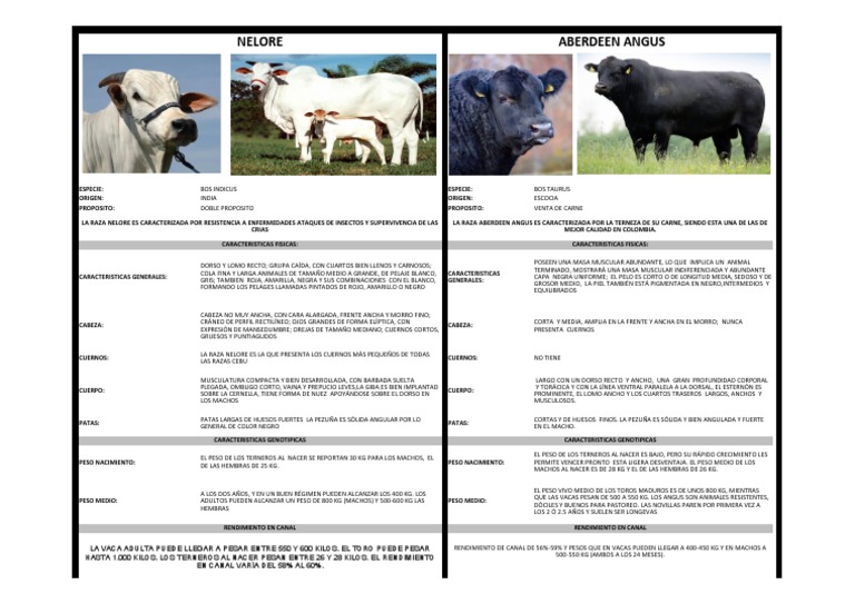 Cuadro Comparativos Bos Indicus y Bos Taurus | PDF | Vacas | Naturaleza