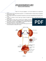 2 Unidad9 Ureteres - Vejiga PDF