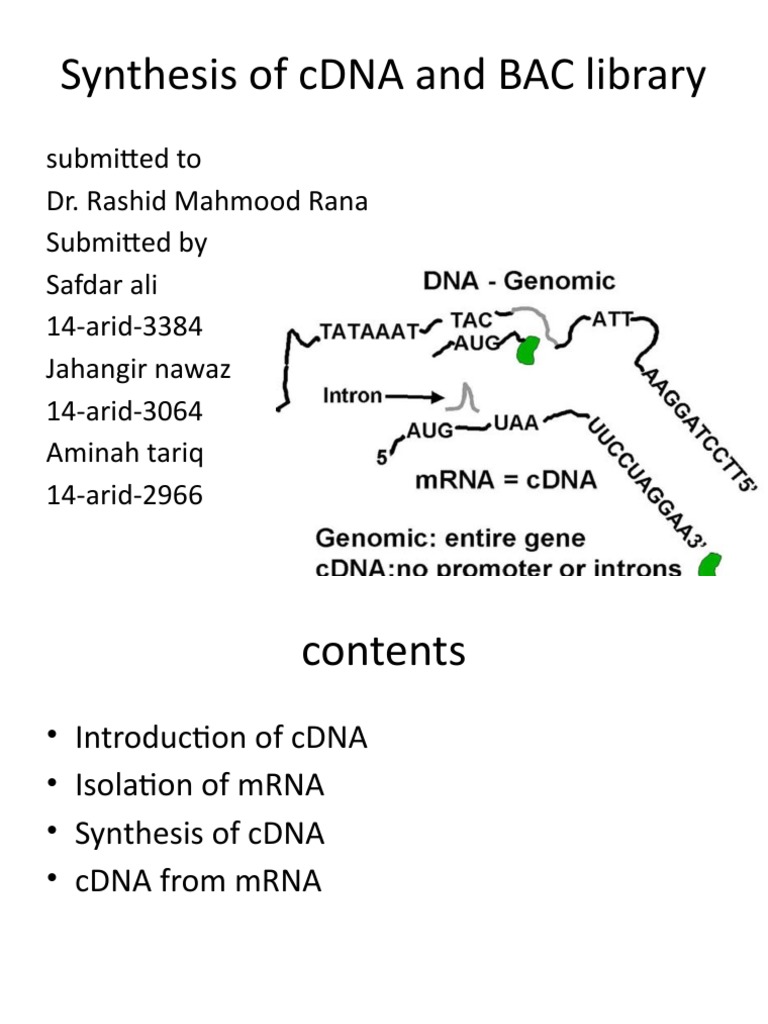 Cdna and Bac Library | PDF | Complementary Dna | Messenger Rna