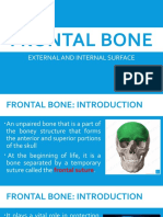 Frontal Bone: External and Internal Surface