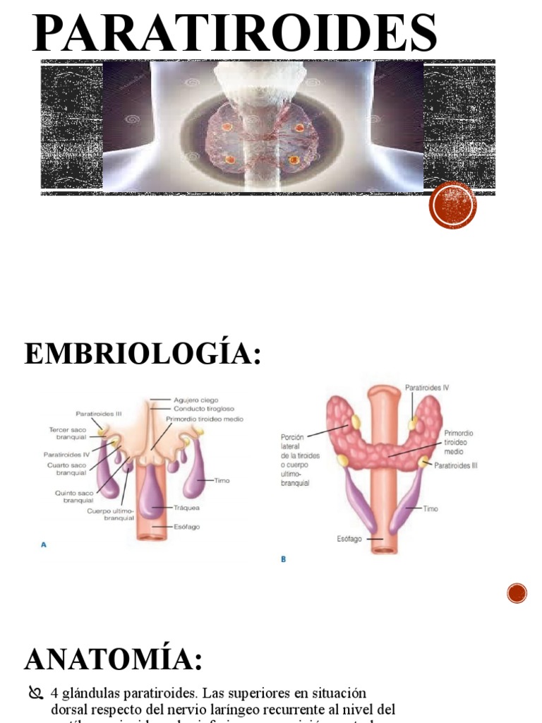 Anatomía y Fisiología de la Paratiroides | PDF | Glándula paratiroidea ...