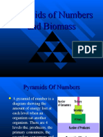 Pyramids of Numbers and Biomass