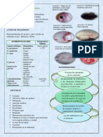 Infografía Enfermedad Por Streptococos PDF