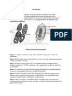 Formacion de La Endospora