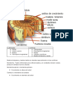 Anatomia de la madera