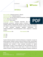 Equinacea Purpurea PDF