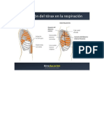 Expansion Torax Respiracion