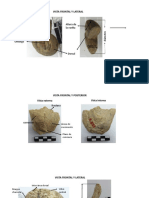 FOSILES MORFOLOGÍA.pptx