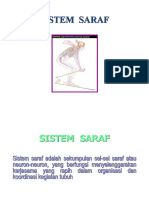Sistm Saraf