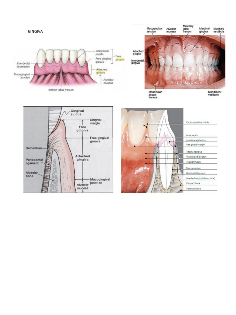 Anatomi Gingiva | PDF