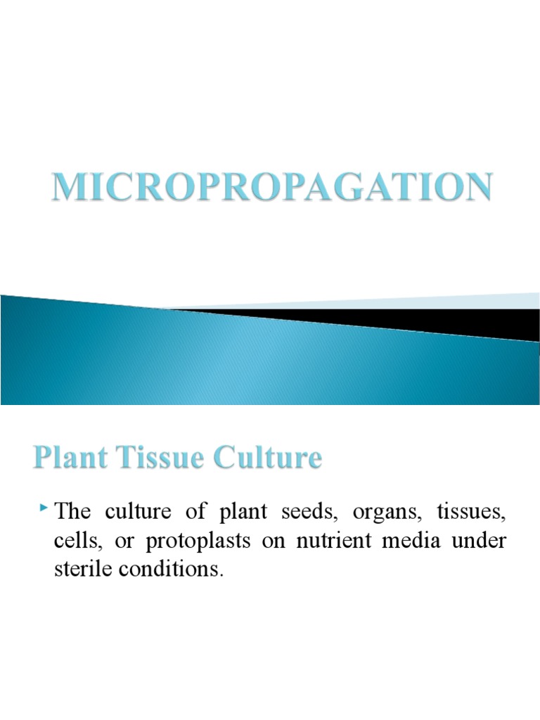 Micropropagation Techniques in Plant Culture | PDF | Embryo | Root