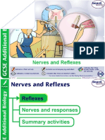 Nerves and Reflexes: 1 of 14 © Boardworks LTD 2011