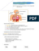 el sistema respiratorio