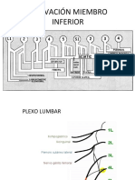 Inervación Miembro Inferior