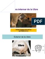 Estructura Interna de La Ubre