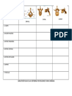 Características Vertebras