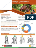 Ficha Tecnica 12 Cultivo Cacao