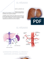 Hígado Tarea Percy Anatomía