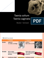 Taenia PDF