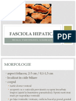 Fasciola Hepatica PDF