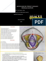 Morfologia de Los Premolares Inferiores.