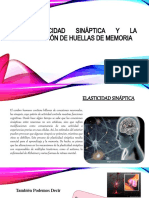 La Elasticidad Sináptica y La Consolidación de Huellas DE LA MEMORIA