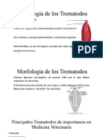 Morfología de Los Trematodos