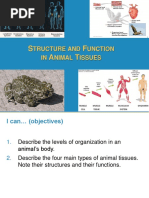 Animal Tissues and Functions