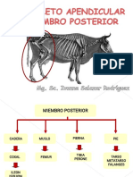 Esqueleto Apendicular PA