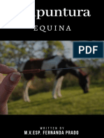 Acupuntura Equina