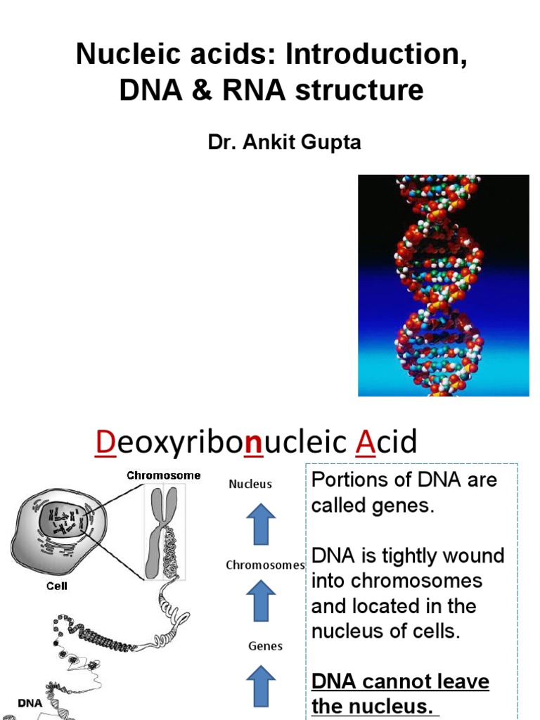 AGDNA & RNA Structures PDF Ribosomal Rna Rna
